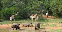 Limpopo Game Reserve Accommodation - Ka'ingo Reserve and Spa - Vaalwater Accommodation - Waterberg Game Reserves