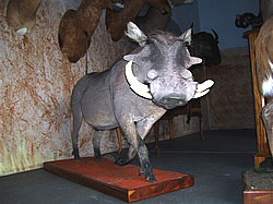 Waterberg Taxidermy is situated in Mokopane, Limpopo 