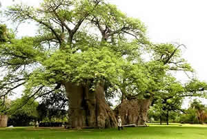 The largest Baobab in the world